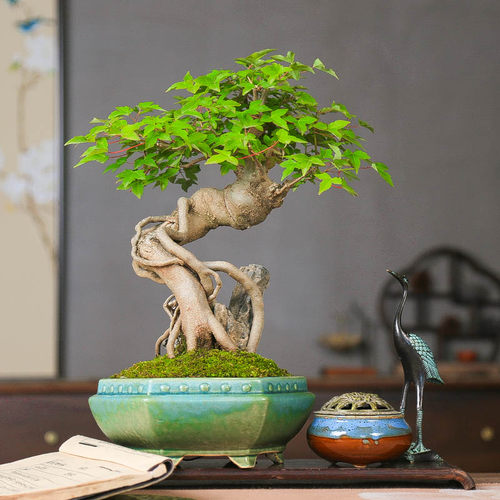 孤品原生唐枫三角枫小叶绿植盆景