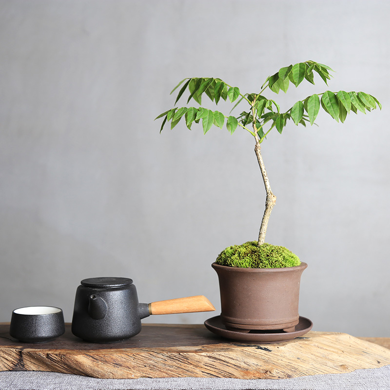 步町园艺紫藤盆栽15天包活老桩