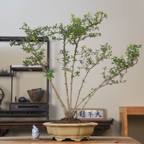 孤品小叶小果山里红大别山盆景