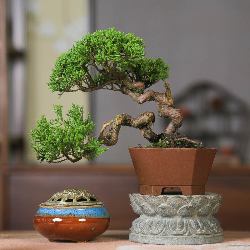 原生济州真柏小品耐寒带神枝盆景