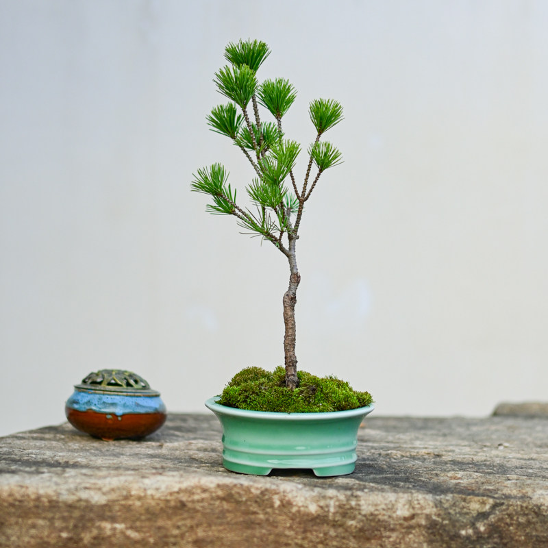 直杆宫岛五针松盆景桌面微盆栽四季常青绿植小松树茶台办公室植物