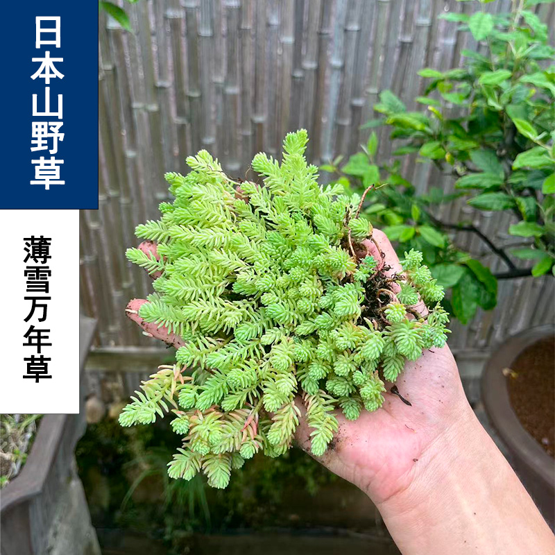薄雪万年草景天科植物点缀庭院