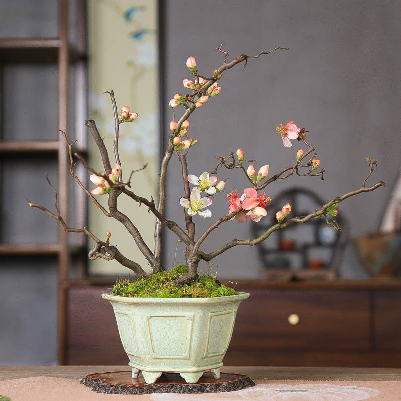 进口复色云龙梅游龙海棠稀有品种开花观叶茶室基地直销造型盆景,鲜花速递/花卉仿真/绿植园艺,造型盆景,淘宝优惠券,粉丝福利购,淘宝优惠卷