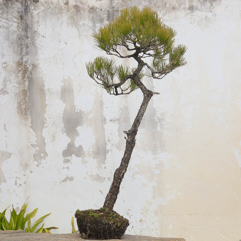孤品高档黄山松造景大型中式老桩室内外好养四季常青产地直销精品,鲜花速递/花卉仿真/绿植园艺,造型盆景,淘宝优惠券,粉丝福利购,淘宝优惠卷