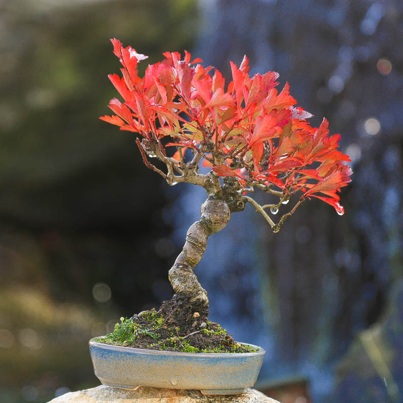 孤品小叶小果山里红老桩盆景开花结果秋季红叶基地直销客厅摆件,鲜花速递/花卉仿真/绿植园艺,造型盆景,淘宝优惠券,粉丝福利购,淘宝优惠卷