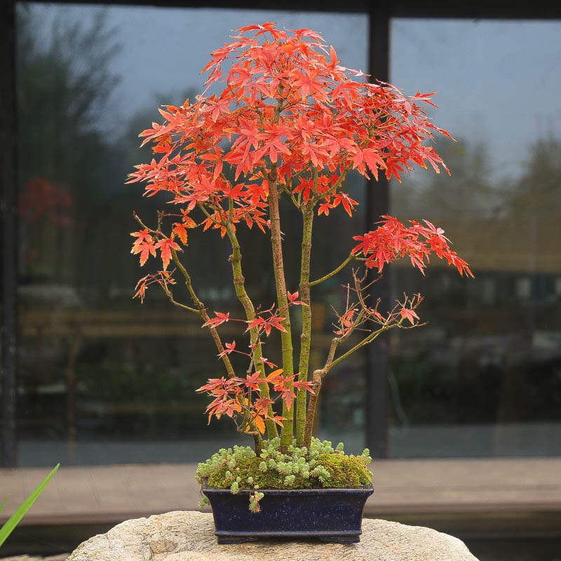 孤品原生山红叶盆景造型老桩红叶