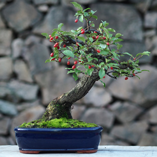 大别山胡秃子盆景羊奶果可食用观果小老桩木半夏胡颓子盆栽寒茱萸