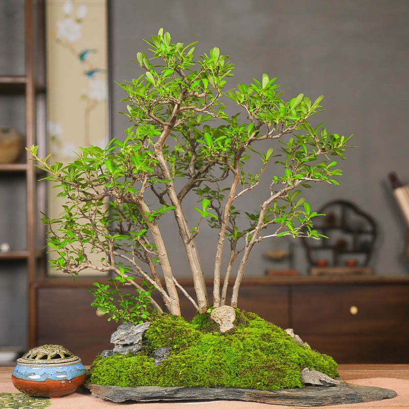 孤品进口韩国火棘造景附石盆景高端稀有阳台观花观果不规则石片盆,鲜花速递/花卉仿真/绿植园艺,造型盆景,淘宝优惠券,粉丝福利购,淘宝优惠卷