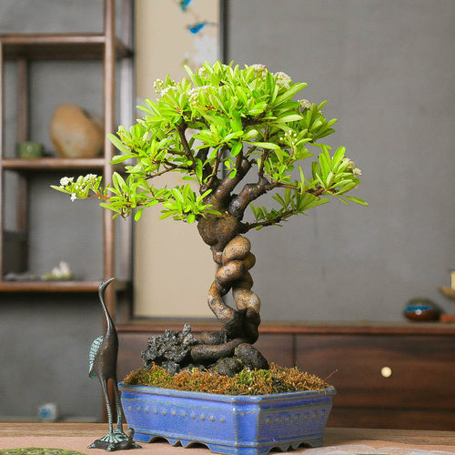 孤品韩国大火棘提根白花红果附石