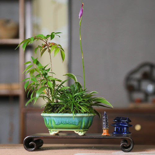 孤品山野草组合盆景观花观叶小品