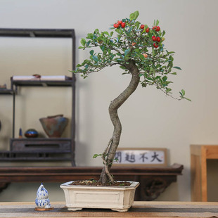 孤品山里红曲干禅意开花挂果文艺风盆景大别山小叶小果山里红美观