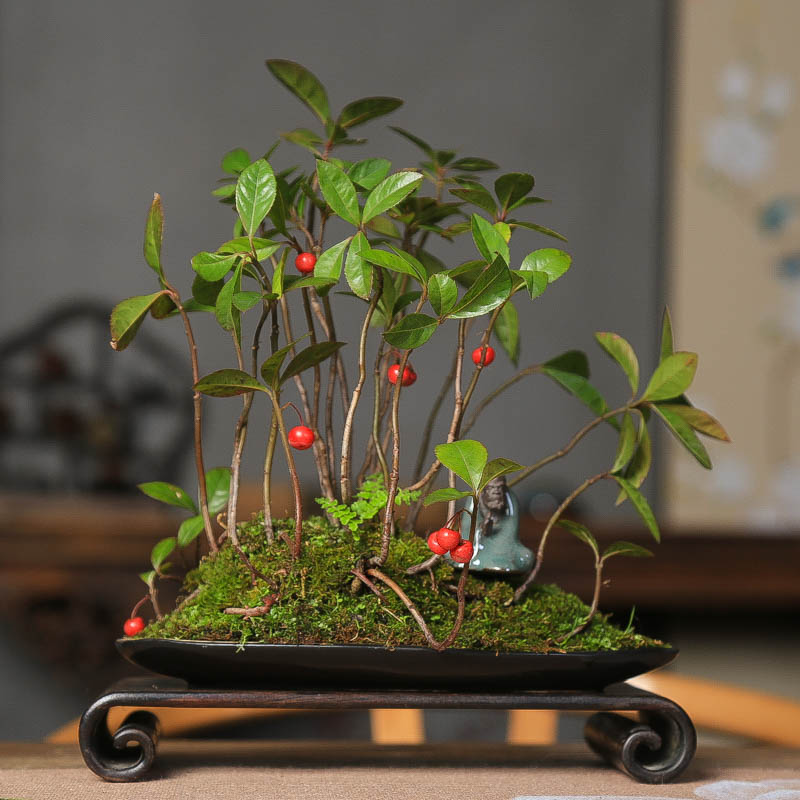 紫金牛山野草一物一拍小盆景