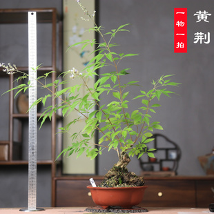 黄荆老桩精品文人禅意茶室办公室盆景爆款绿植叶片翠绿茂盛开花
