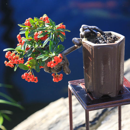 孤品韩国火棘悬崖临水果观花观果