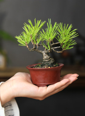 造型三河黑松盆景盆养多年老桩