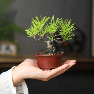 造型三河黑松盆景盆养多年老桩