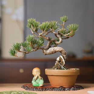 宫岛五针松意境中式盆景禅意植物好养盆栽四季常青小老桩一物一拍