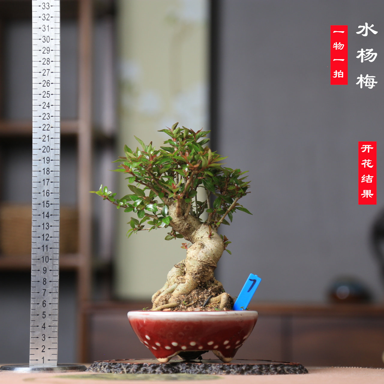 精品水杨梅老桩原生盆景盆栽阳台客厅办公室书桌茶桌摆放