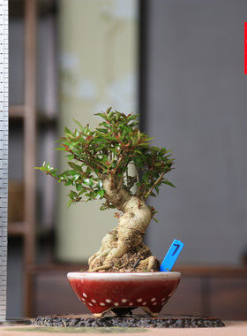精品水杨梅老桩原生盆景