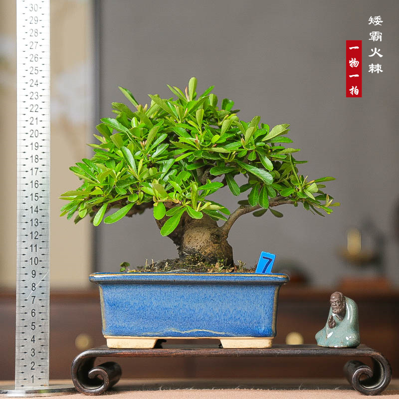 矮霸火棘韩国开花结果小品茶桌美