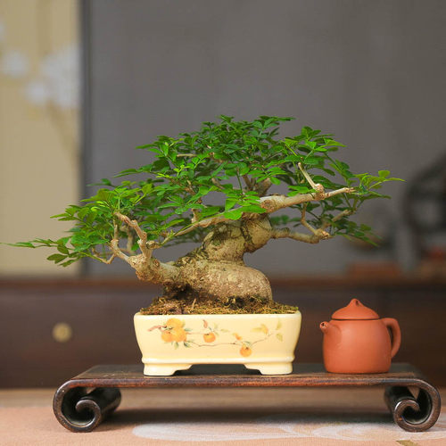 孤品对节白蜡矮霸坨坨精品盆景