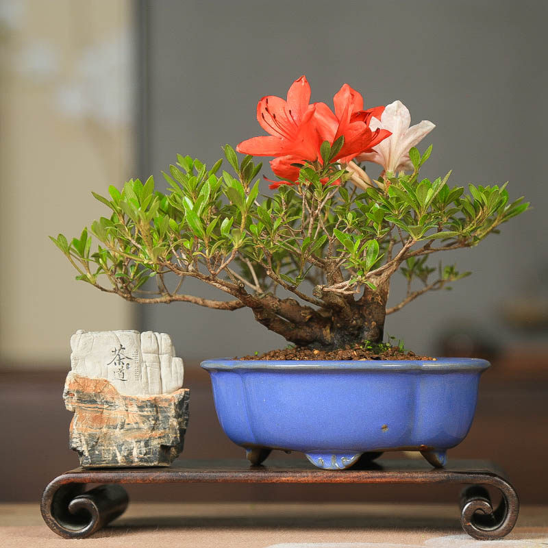 孤品皋月杜鹃花缀花色多样四季开花小老桩微型盆景观花造型盆景,鲜花速递/花卉仿真/绿植园艺,造型盆景,淘宝优惠券,粉丝福利购,淘宝优惠卷