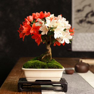 日本皋月杜鹃造型小品盆景微型植物盆栽观花绿植室内阳台稀有花卉