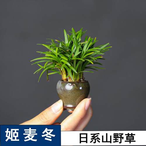 姬麦冬日本山野草盆栽小盆景