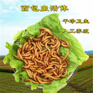 面包虫活体黄粉虫活虫饲料乌龟仓鼠蜥蜴鱼鸟食小虫子豹纹守宫食物