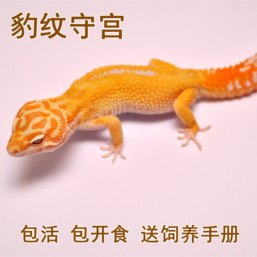 豹纹守宫活体蜥蜴宠物异宠爬虫另类小型易养奇异入门懒人爬宠幼体