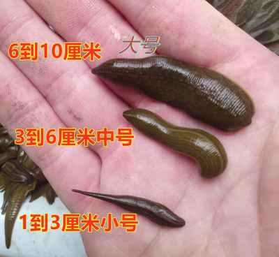 水蛭钓鱼虫子包邮促销蚂蟥