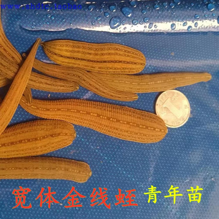 水蛭活体蚂蟥宠物养殖青年苗保活