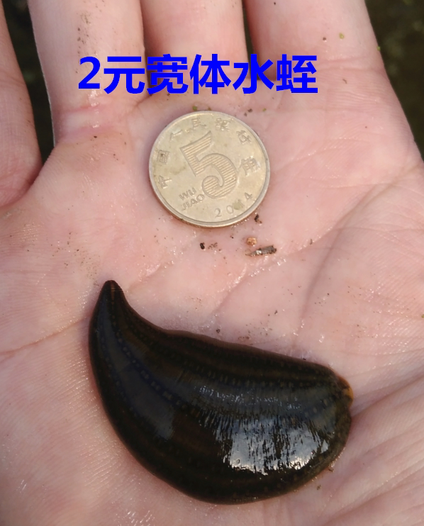 鲜活蚂蝗.宠物.活体蚂蝗