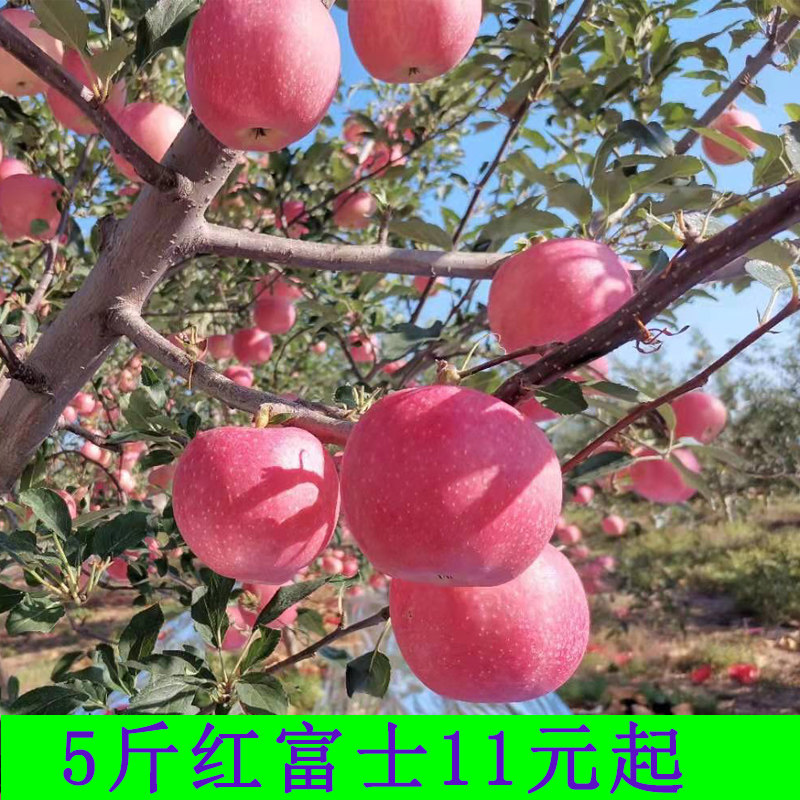 新鲜水果正宗山东烟台苹果栖霞红富士5斤脆甜当季冰糖心一整箱装