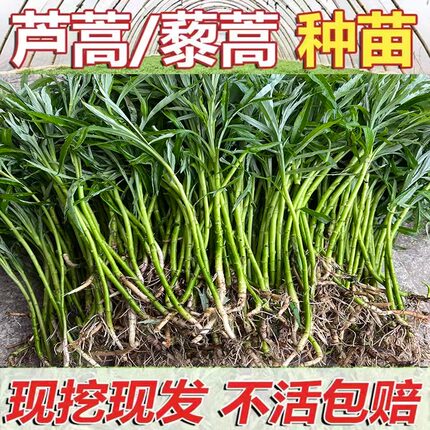 芦蒿扦插杆苗藜蒿杆苗泥蒿秧现采现发盆栽小菜园大棚蔬菜易成活