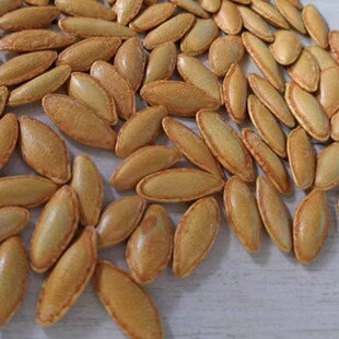 新货长粒美指甲南瓜子原味美人甲型南瓜籽休闲零食食品厂家