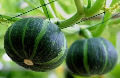 贝贝南瓜 新鲜宝宝辅食 新西兰粉南瓜 迷你有机小南瓜一斤装