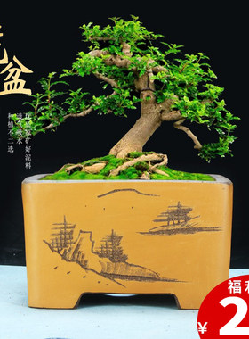 紫砂中国风古典四方刻绘兰花盆