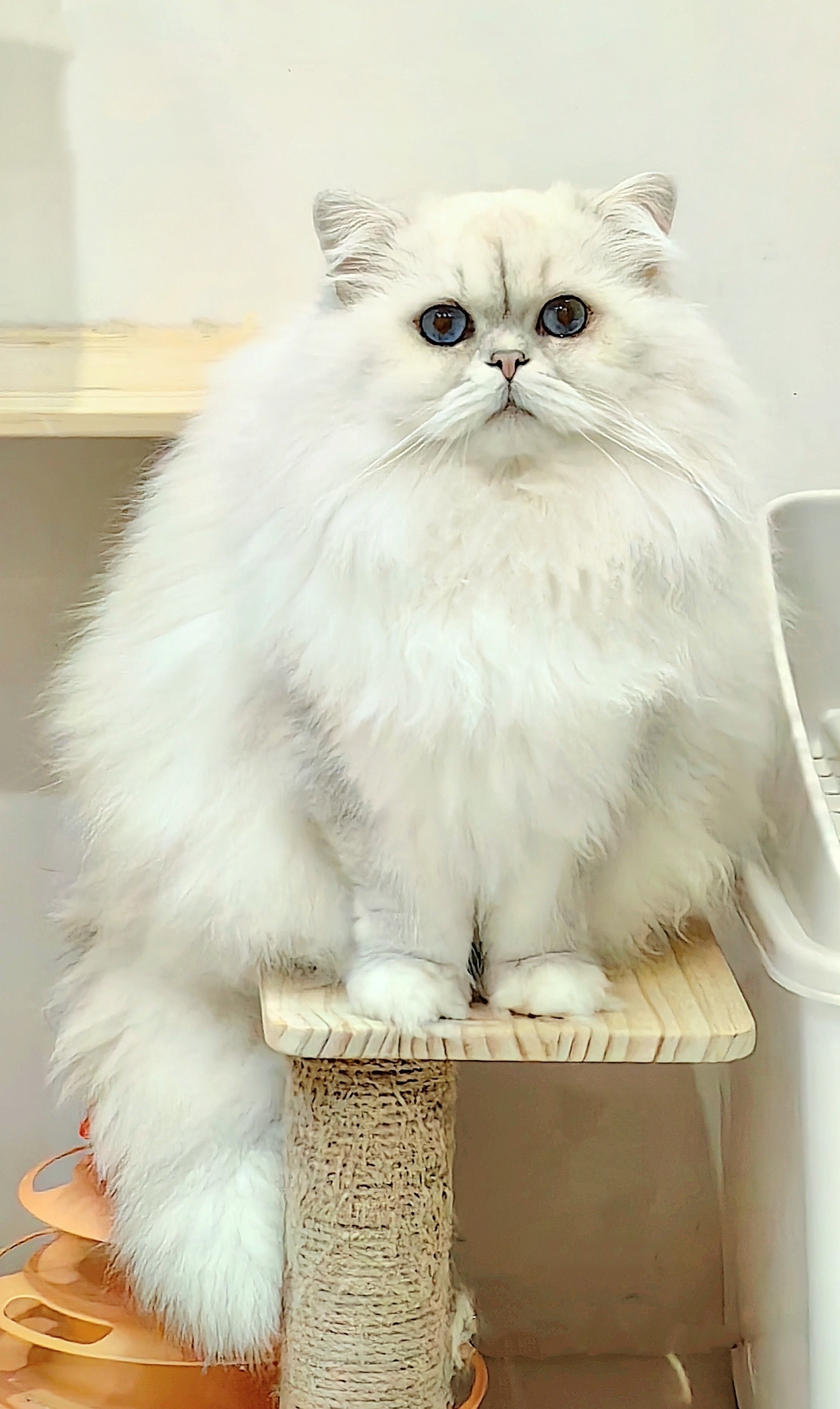 英长银点英国长毛猫退役种公银渐层重点色蓝眼猫舍活体宠物伴侣