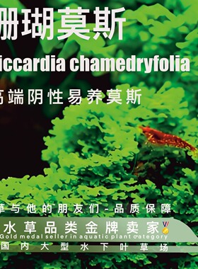 珊瑚莫斯真正水下叶一阴性水草无碳可养可粘接可绑扎粘沉木石头