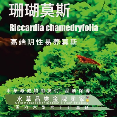 珊瑚莫斯真正水下叶一阴性水草