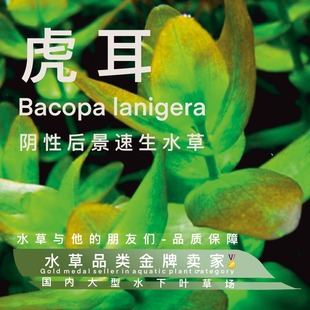 虎耳真正水下叶-阴性后景速生水草易养不死生长迅速挺水好养水下