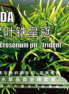 ADA叉叶铁皇冠真正水下叶一真正ADA品种进口高端水草稀有好活鱼缸