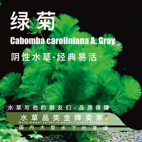 绿菊真正水下叶阴性水草