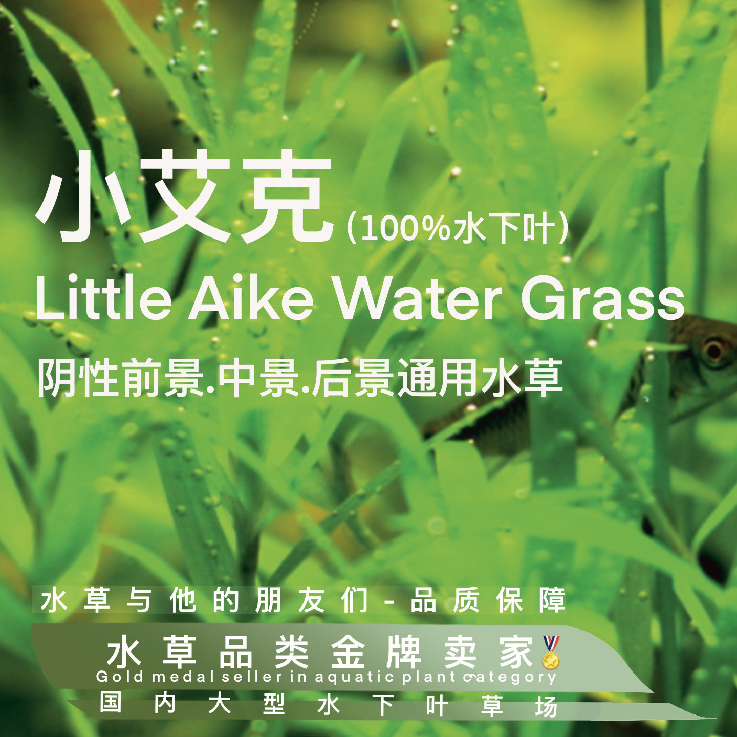 小艾克真正水下叶一阴性速生水草