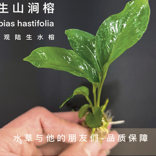 山涧榕半水 精品半水榕原生缸古法缸推荐山涧榕鱼缸造景好养