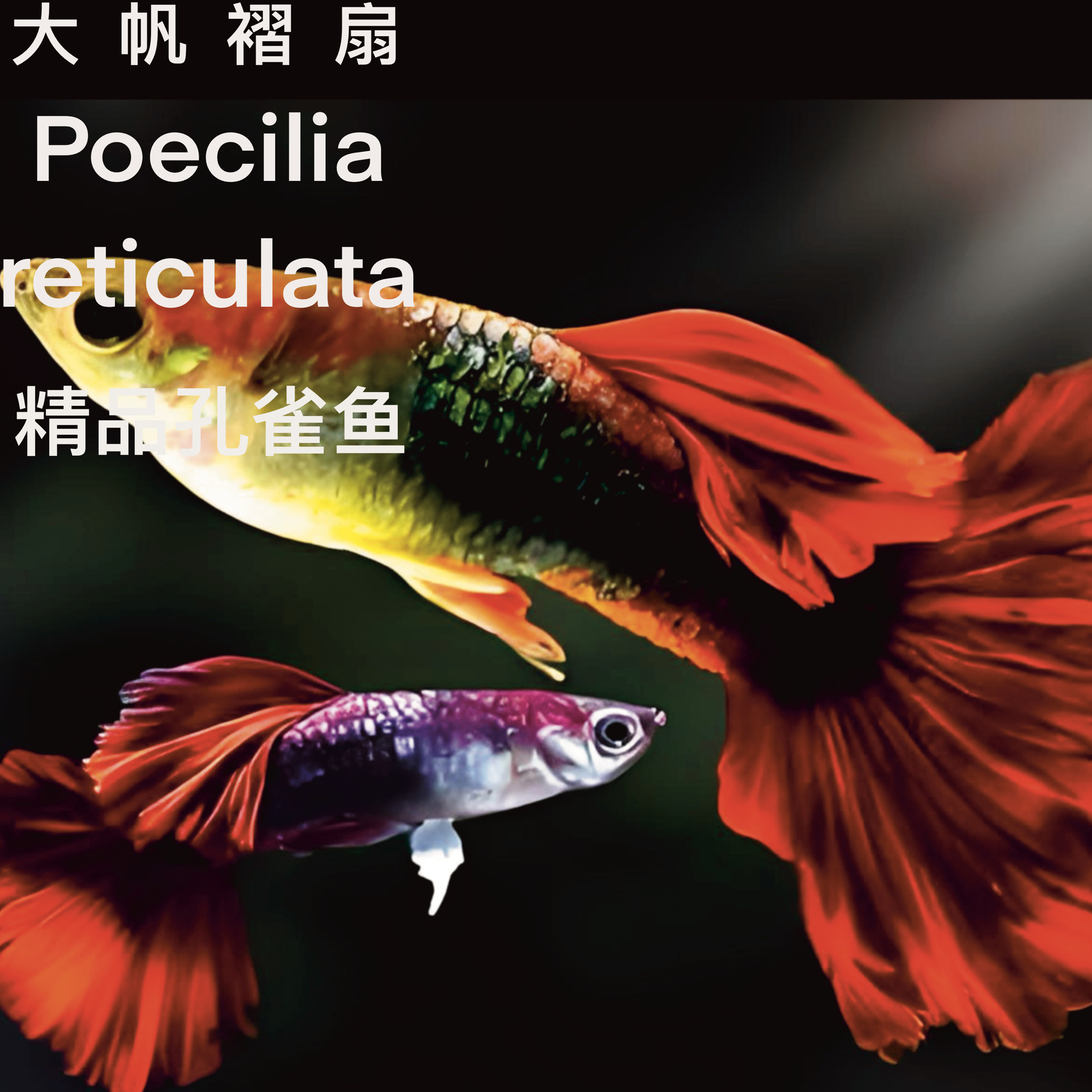 褶扇孔雀鱼,红扇孔雀鱼_文秘苑图库