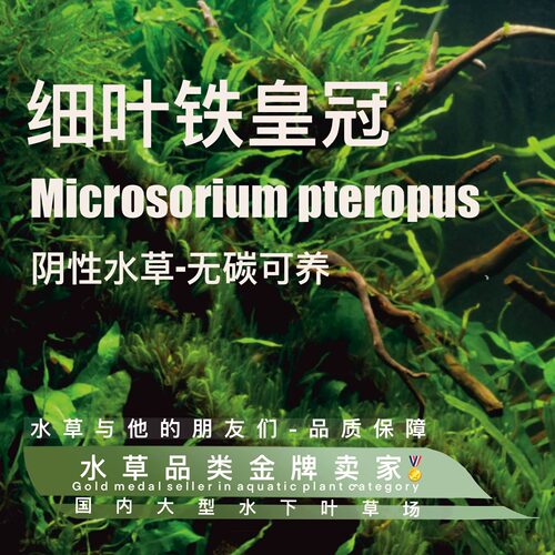 细叶铁皇冠真正水下叶一阴性水草