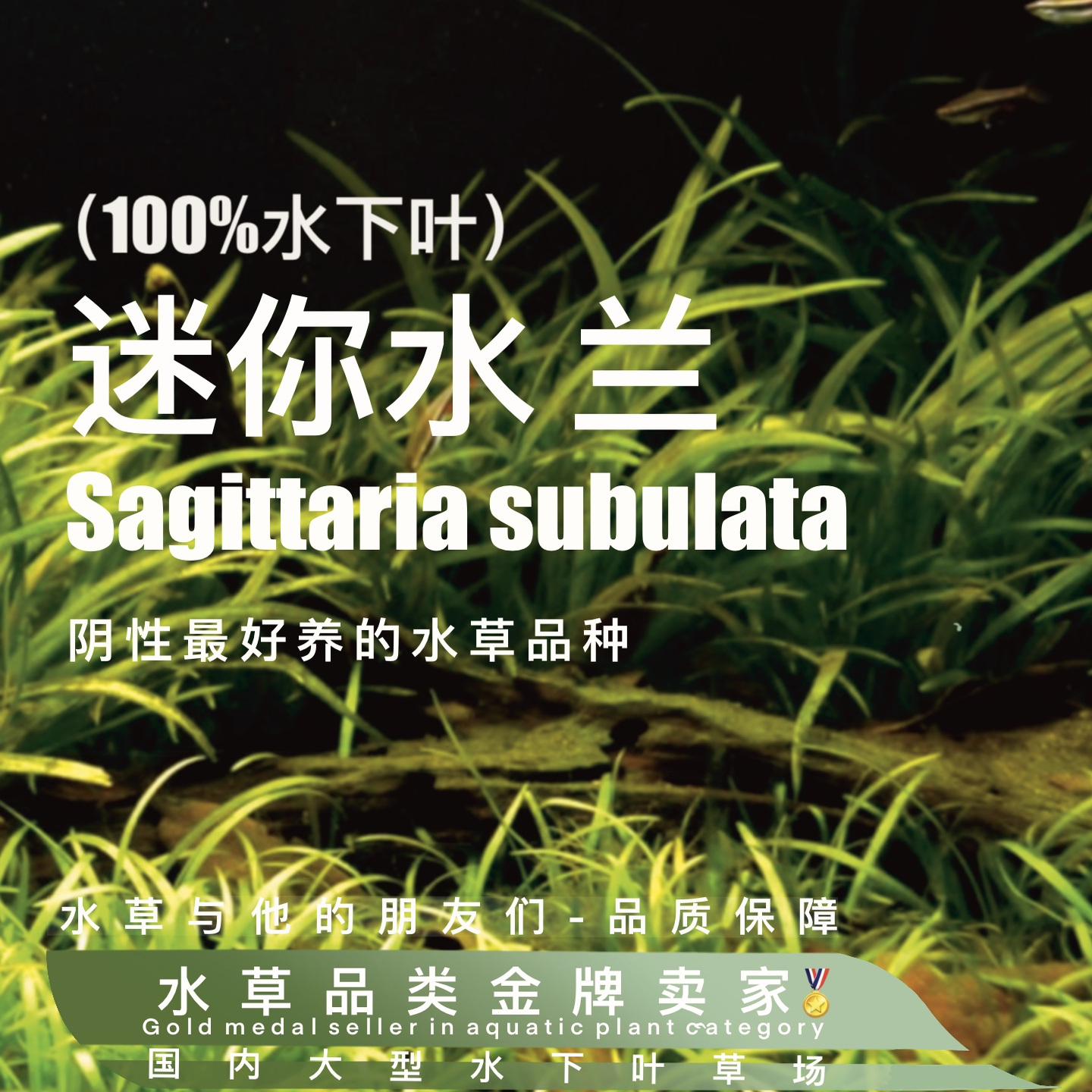 迷你小水兰真正水下叶一阴性水草超多植株（裸草发货不带杯泥）