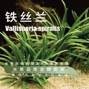 铁丝兰半水一古法缸溪流缸原生缸陆生养殖观赏鱼缸水草懒人造景